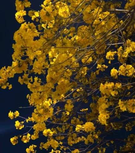 風鈴木花期預測