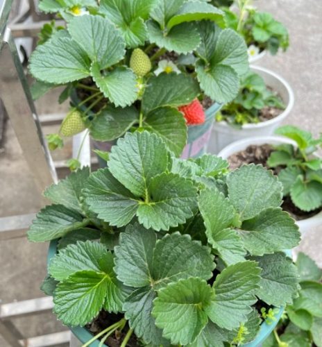 草莓盆栽種植技巧