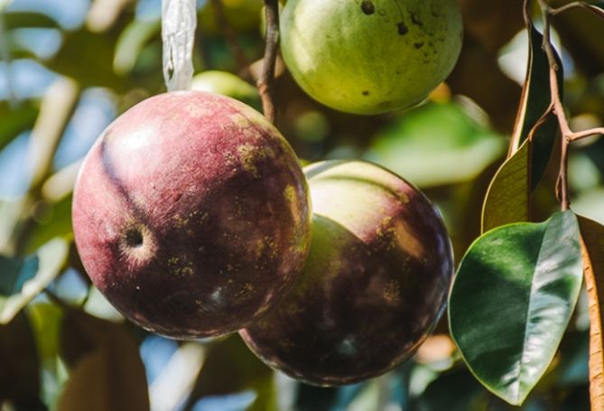 牛奶果好處 牛奶果好處