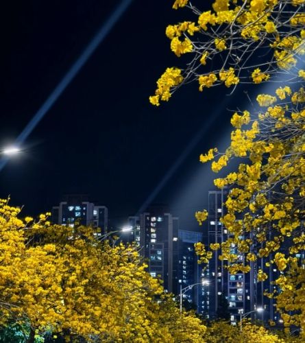 黃花風鈴木嘉義賞花