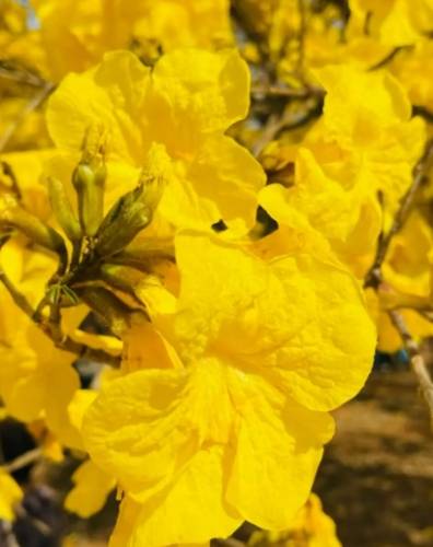 黃花風鈴木花期