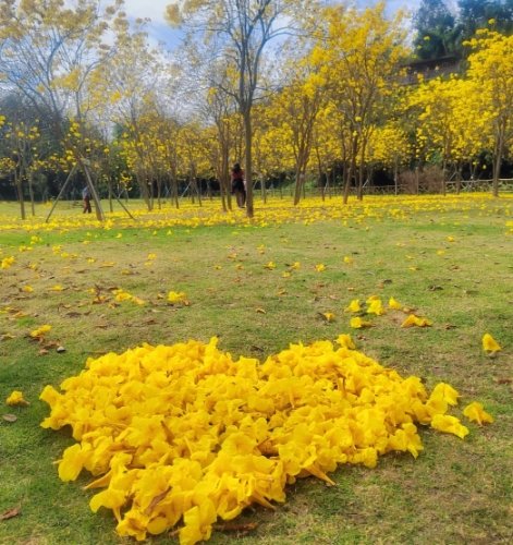 風鈴木花期預測