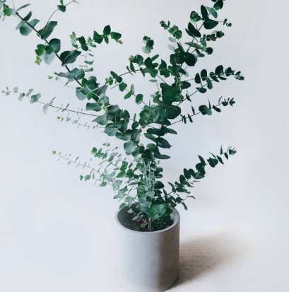 台灣常見襯花種類