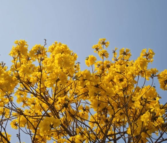 黃花風鈴木嘉義賞花