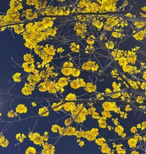 黃花風鈴木嘉義賞花