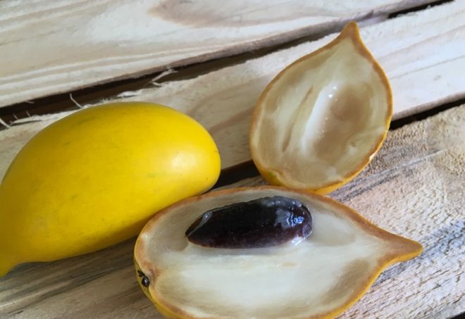 黃金牛奶果吃法