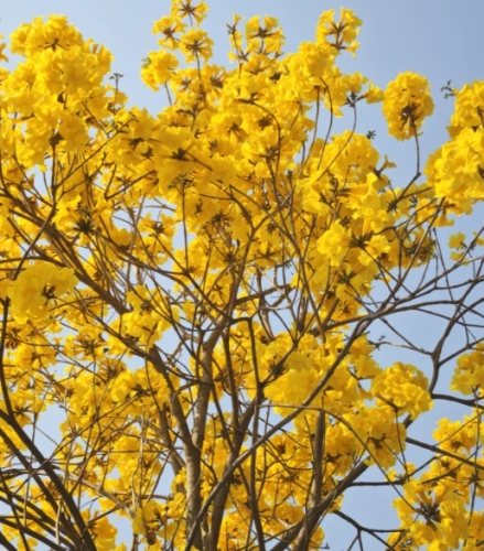 風鈴木花期預測