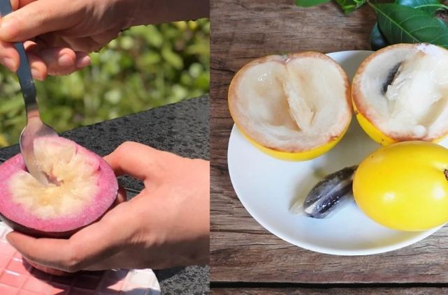 黃金牛奶果營養