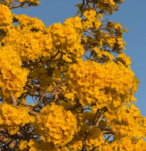 風鈴木花期長短