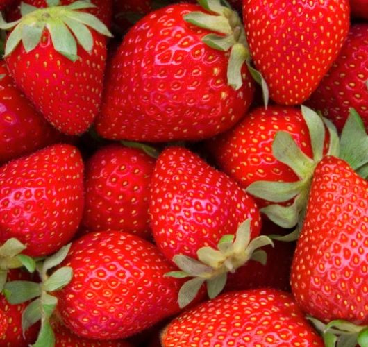 日本草莓品種 日本草莓品種