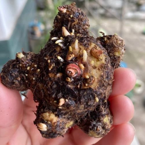 彩葉芋球根照顧