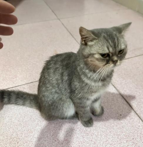 貓咪壓力解決方案