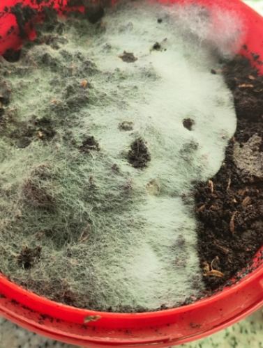 咖啡渣堆肥 咖啡渣堆肥