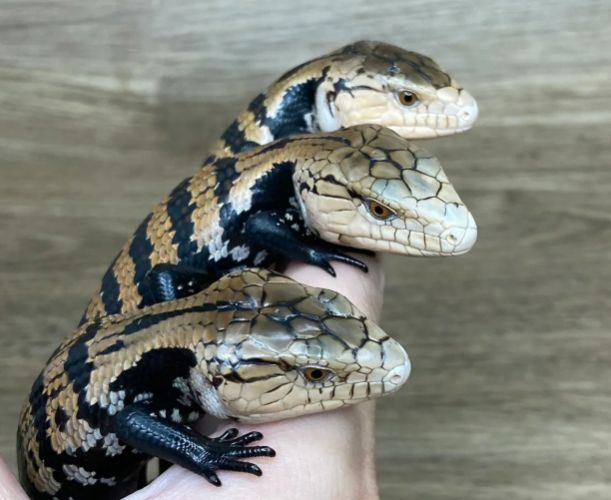 藍舌蜥健康照護