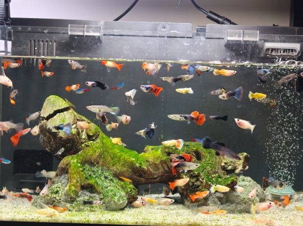 觀賞魚水族箱設置