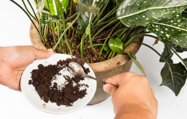 咖啡渣堆肥問題