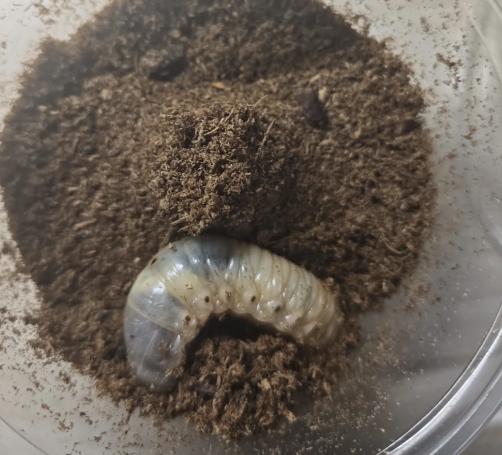 台灣深山鍬形蟲飼養方法 台灣深山鍬形蟲飼養方法