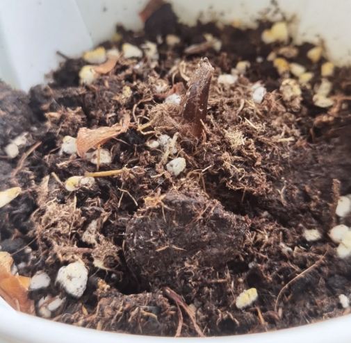 彩葉芋種植方法