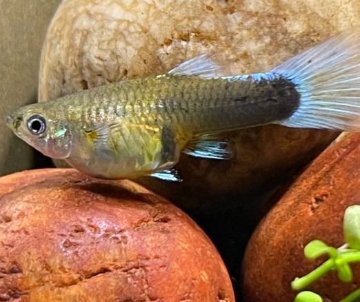 孔雀魚懷孕症狀