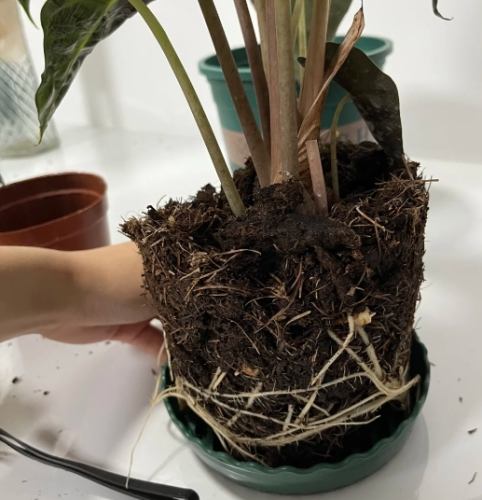 彩葉芋繁殖 彩葉芋繁殖