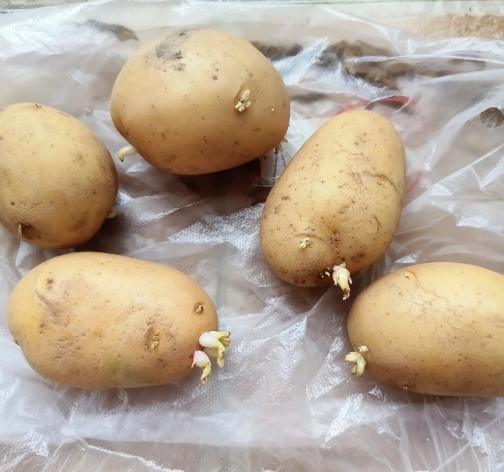 馬鈴薯發芽處理