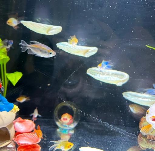 好養的觀賞魚