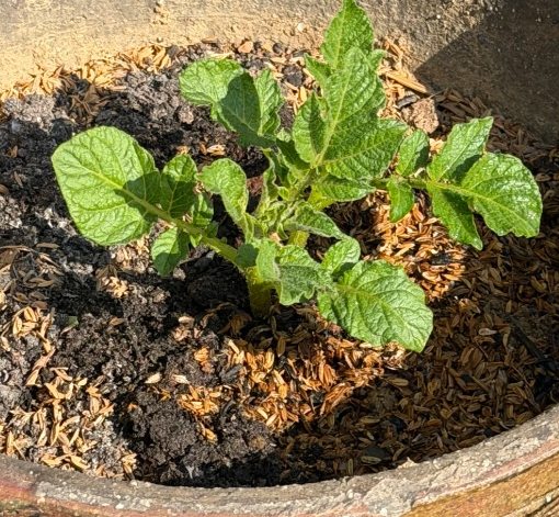 種植發芽馬鈴薯步驟