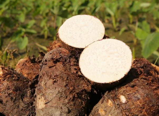 如何挑芋頭 如何挑芋頭