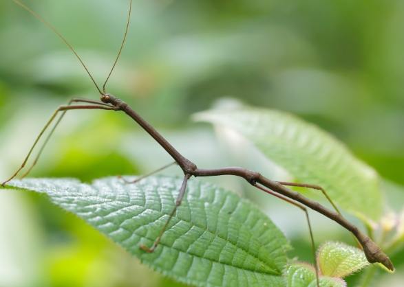 適合新手的昆蟲