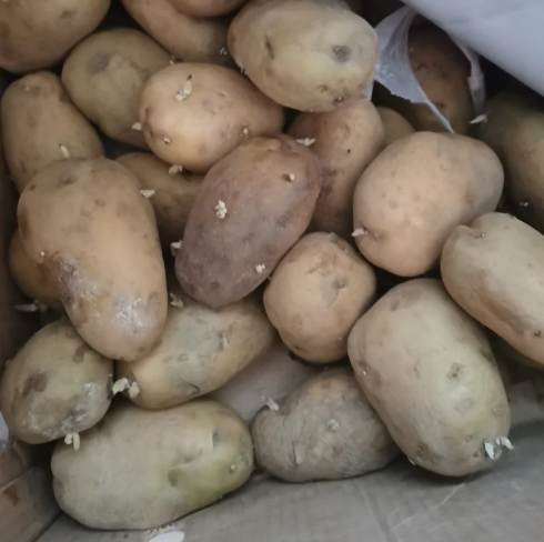 馬鈴薯發芽處理