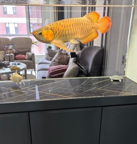 觀賞魚水族箱設置