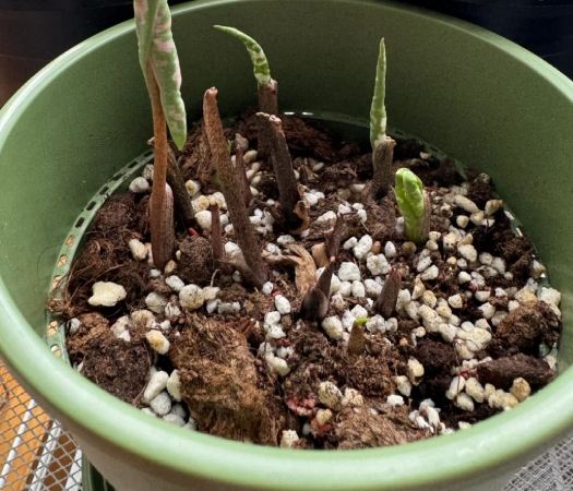 彩葉芋球根照顧