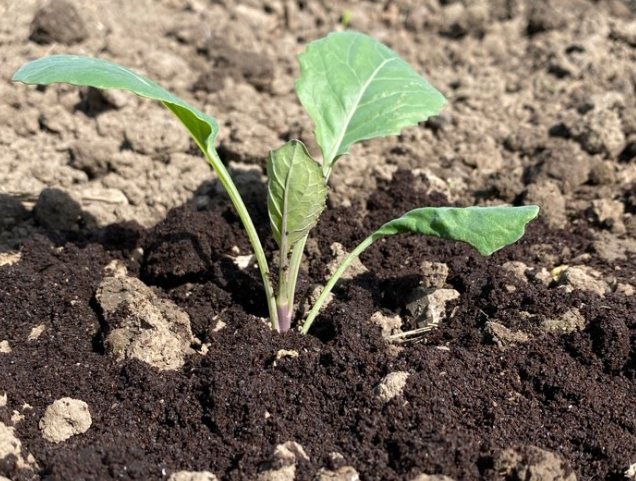 咖啡渣堆肥注意事項