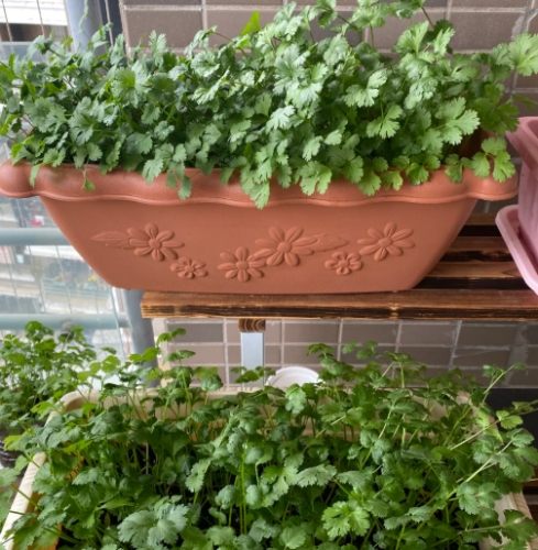 盆栽香菜方法