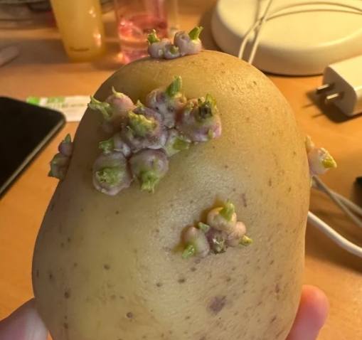 發芽馬鈴薯安全嗎