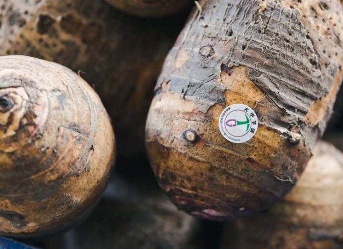 大甲芋頭真假區別