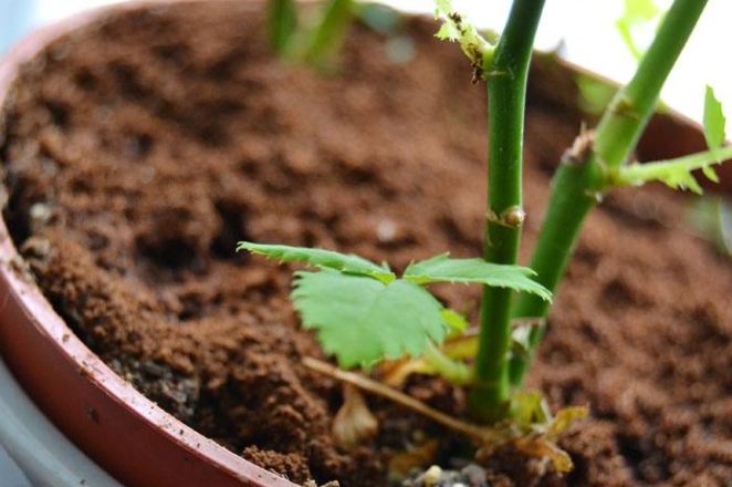 咖啡渣堆肥問題