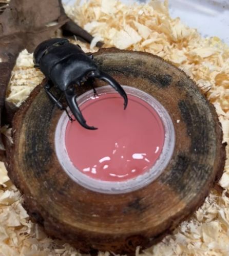 甲蟲寵物優缺點