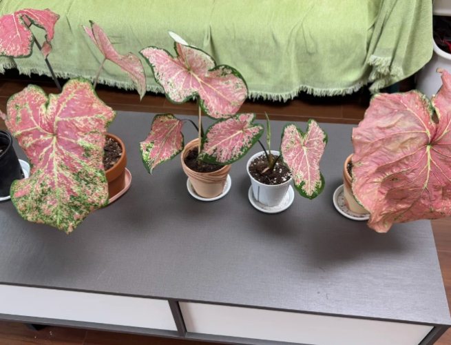 彩葉芋繁殖 彩葉芋繁殖