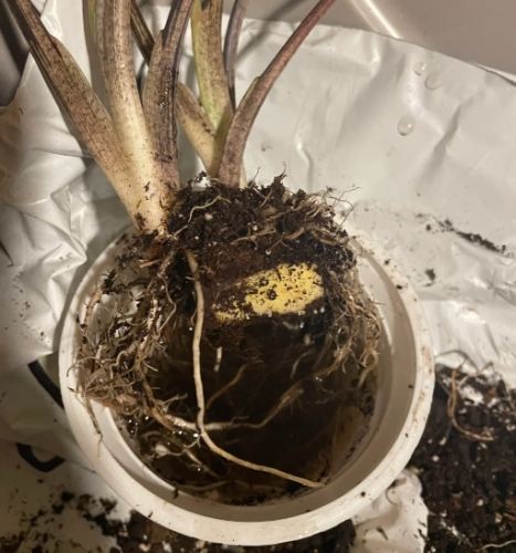 彩葉芋繁殖 彩葉芋繁殖