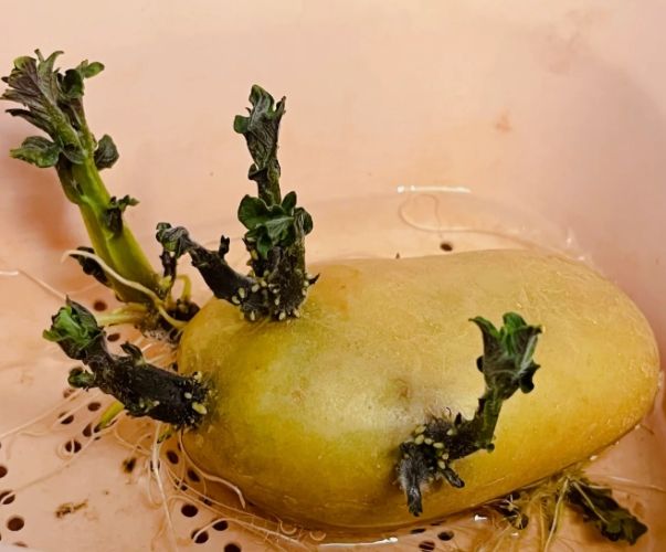 馬鈴薯發芽可以種嗎