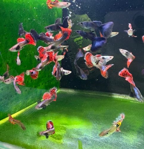 孔雀魚飼養方法