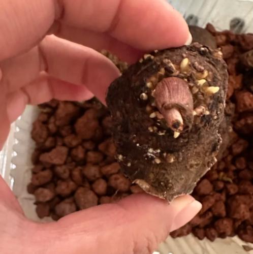 彩葉芋種植方法