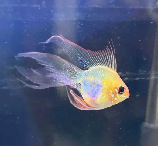 新手養魚
