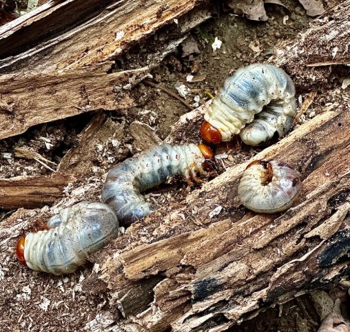 鍬形蟲飼養方法