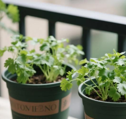 盆栽香菜方法