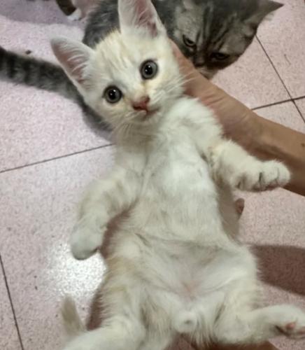 貓咪壓力解決方案