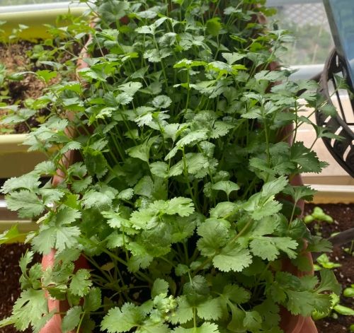 香菜盆栽技巧