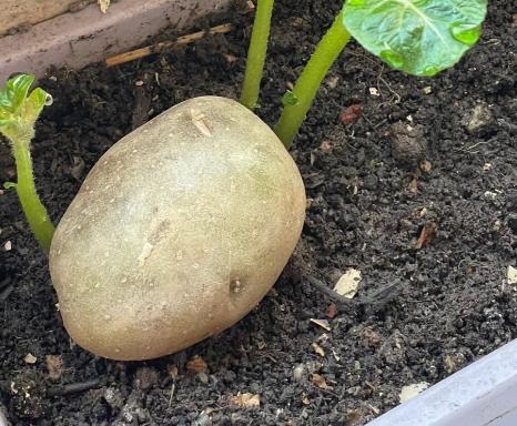 馬鈴薯發芽可以種嗎