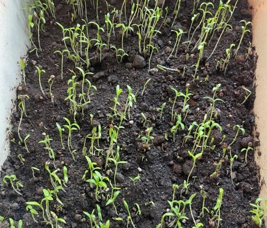 香菜種子不發芽原因